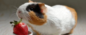 Can Guinea Pigs Safely Eat Strawberries