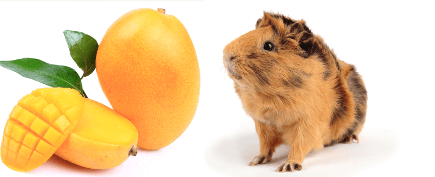 Can guinea pigs eat mango