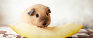 What are Other Safe and Healthy Treats for Guinea Pigs