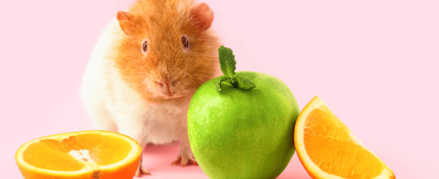can guinea pigs have oranges