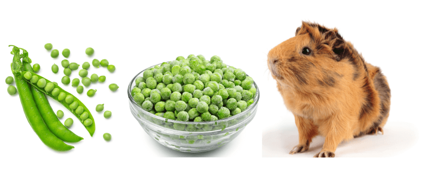 Can guinea pigs eat peas