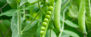 Potential Risks of Feeding Peas to Guinea Pigs 