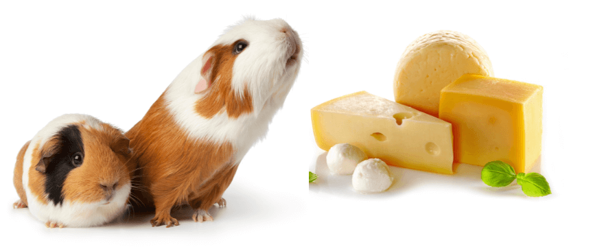 can guinea pigs eat cheese