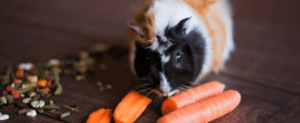 Myths About Meat in Guinea Pig Diets