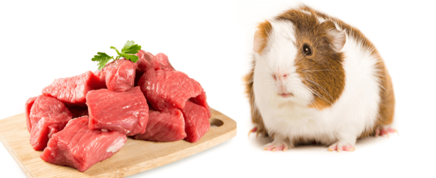 can guinea pigs eat meat