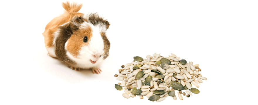 Can guinea pigs eat seeds