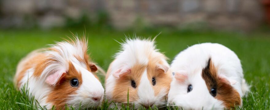 Do guinea pigs poop a lot