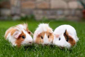 What to Do If Your Guinea Pig Eats Nuts