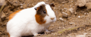 How to Buy Guinea Pigs and Save Money