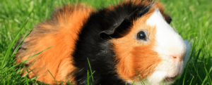 Tips for Extending Your Guinea Pig’s Lifespan