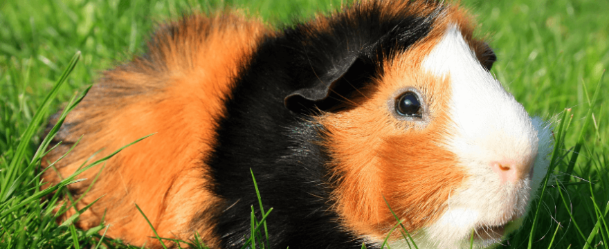 Why Are Guinea Pigs Called Guinea Pigs?