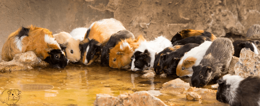 How much are guinea pigs at petco?