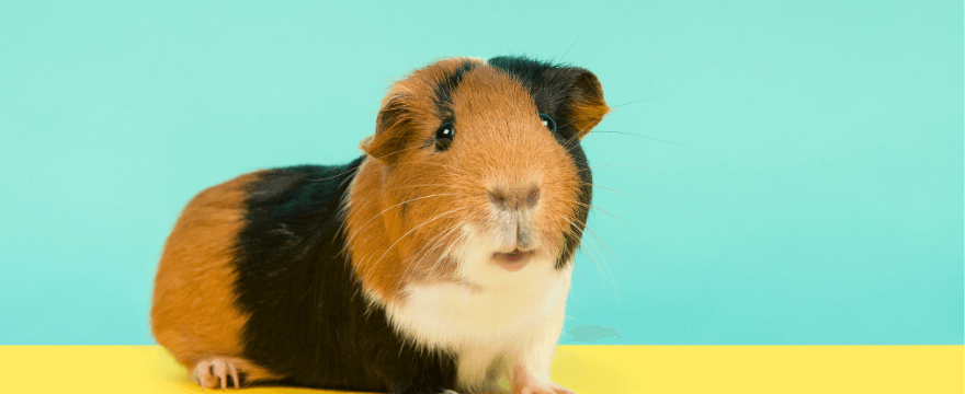 Are Guinea Pigs Hard to Take Care of