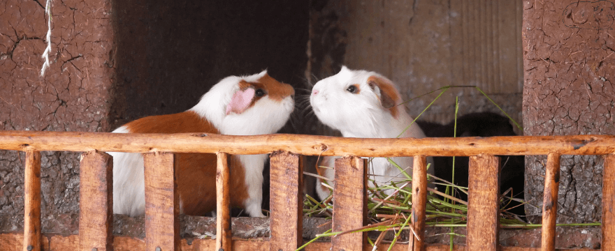 Do Guinea Pigs Cry