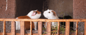 How to Care for Guinea Pigs Without Much Trouble